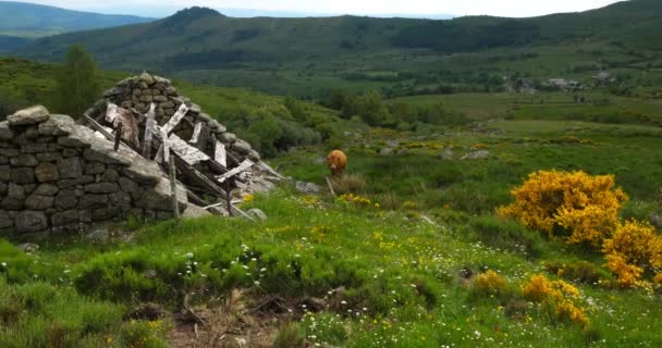 Bovinos Parque Nacional Cevennes Col Niel Mont Lozere França — Vídeo de Stock