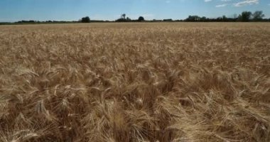 Occitanie, Fransa 'da buğday tarlası