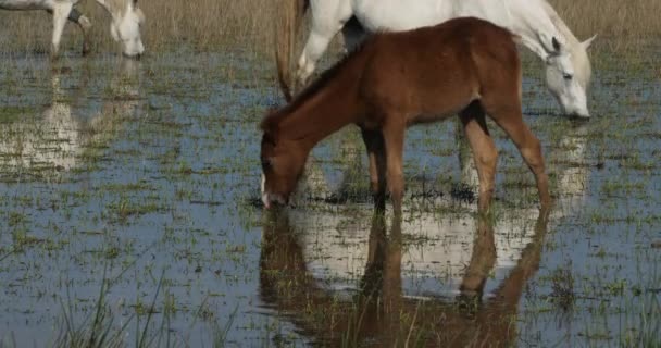 Puledri White Camargue Horse Camargue Francia — Video Stock