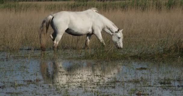 White Camargue Horse Camargue França — Vídeo de Stock