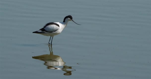 Pied Avocet Recurvirostra Avosetta Camargue Francia — Vídeos de Stock