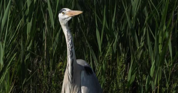 Garza Gris Cañas Camargue Francia — Vídeos de Stock