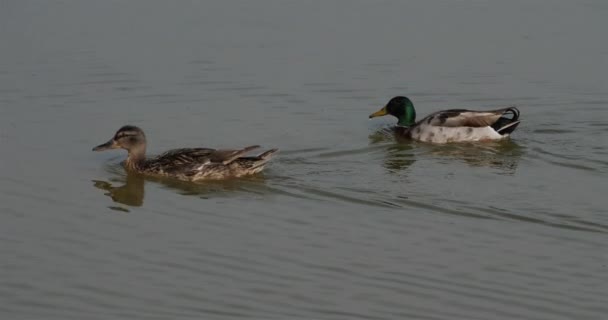 Grupo Mallardos Anas Platyrhynchos Nadando Lago — Vídeos de Stock