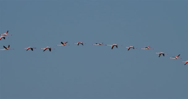 Greater Flamingos Phoenicopterus Roseus Pont Gau Camargue Francie — Stock video