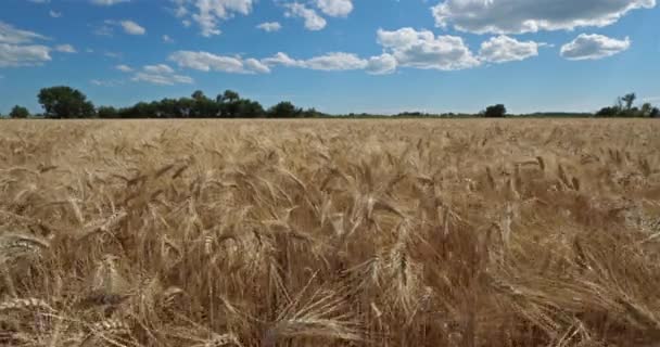 Weizenfeld Okzitanien Frankreich — Stockvideo