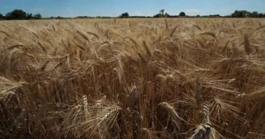 Occitanie, Fransa 'da buğday tarlası