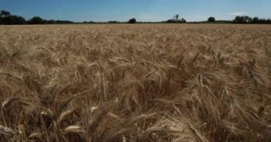 Occitanie, Fransa 'da buğday tarlası