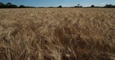 Occitanie, Fransa 'da buğday tarlası