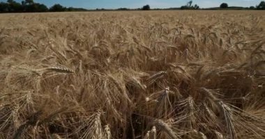 Occitanie, Fransa 'da buğday tarlası