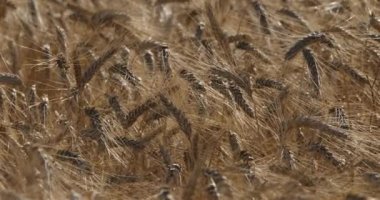 Occitanie, Fransa 'da buğday tarlası