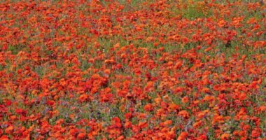 Haşhaş ve ilaç tarlası, Provence, Luberon, Vaucluse, Fransa