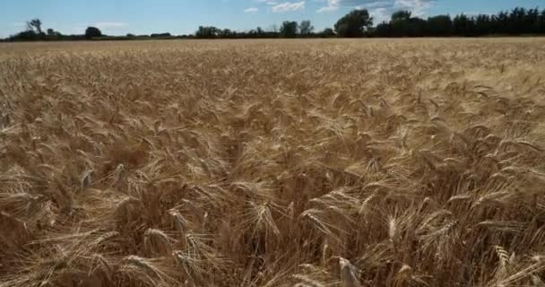 Weizenfeld Okzitanien Frankreich — Stockvideo