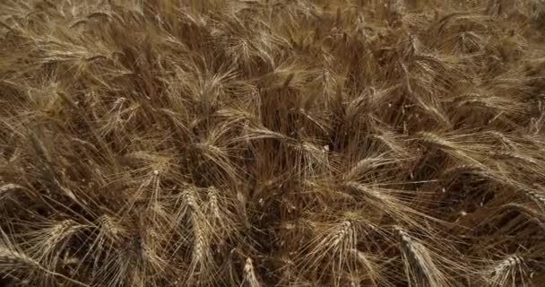 Campo Trigo Occitanie Francia — Vídeo de stock