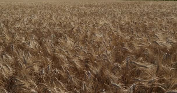 Пшеничное Поле Окситании Франция — стоковое видео