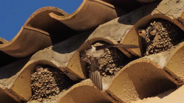 Casa Común Martin Una Madre Volando Vuelta Nido Lleno Polluelos — Vídeos de Stock