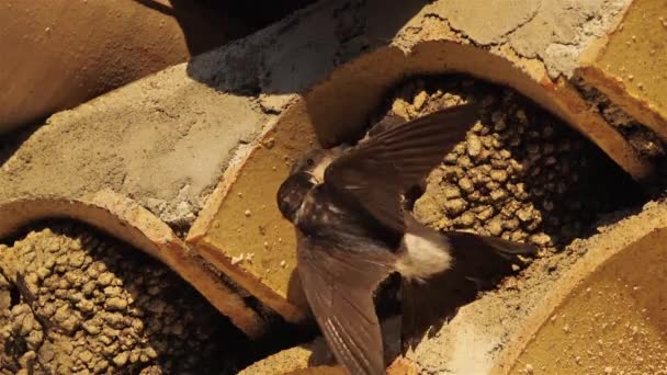 普通的房子马丁 一个带着小鸡飞回鸟巢的妈妈 — 图库视频影像