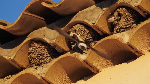 Common House Martin Mother Flying Back Full Nest Chicks — Stock Video