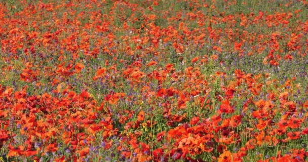 Field Poppies Medicago Provence Luberon Vaucluse France — Stock Video