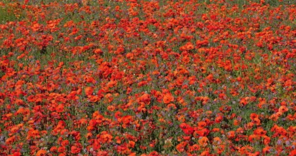 Field Poppies Medicago Provence Luberon Vaucluse France — Stock Video