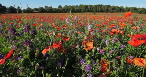 Mák Gyógynövénytermesztés Provence Luberon Vaucluse Franciaország — Stock videók