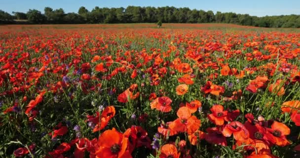 Field Poppies Medicago Provence Luberon Vaucluse France — Stock Video