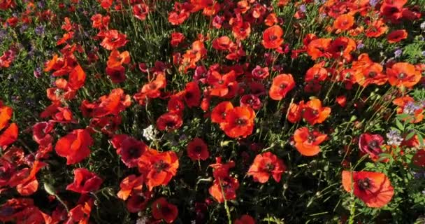 Campo Papoilas Medicago Provence Luberon Vaucluse França — Vídeo de Stock