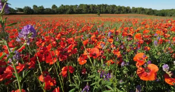 Campo Papoilas Medicago Provence Luberon Vaucluse França — Vídeo de Stock