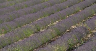Lavanta Tarlası, Ferrassieres, Provence, Fransa