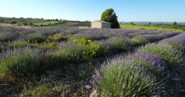 Lavanta tarlası, Ferrassieres, Provence, Fransa. Tarlada geleneksel bir kuru taş ev var.
