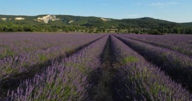 Lavanta Sahası, Vaucluse Departmanı, Provence, Fransa