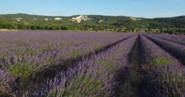 Lavanta Sahası, Vaucluse Departmanı, Provence, Fransa