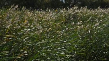 Scamandre doğal park, Gallician, Petite Camargue, Occitanie, Fransa. Rüzgar kamışların arasından esiyor..