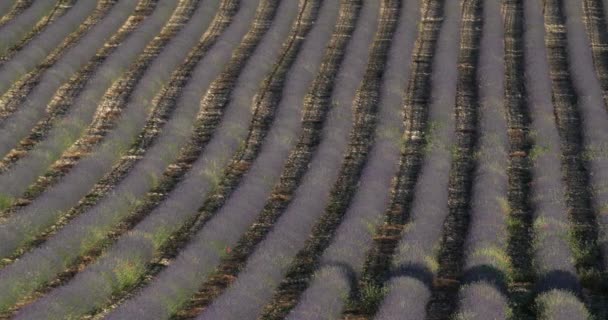 Lavanta Tarlası Ferrassieres Provence Fransa — Stok video