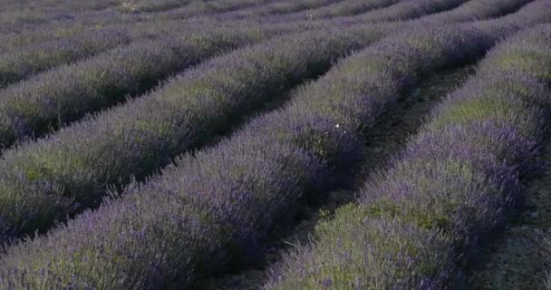 Lavendelfält Ferrassieres Provence Frankrike — Stockvideo