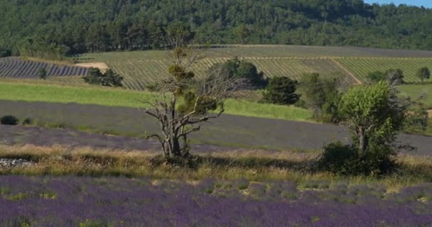 Pole Levandulí Ferrassieres Provence Francie Poli Tradiční Suchý Kamenný Dům — Stock video