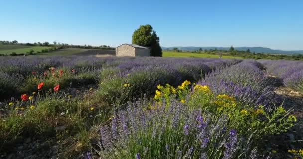 Lavendelfält Ferrassieres Provence Frankrike Fältet Traditionell Torr Stenhus — Stockvideo