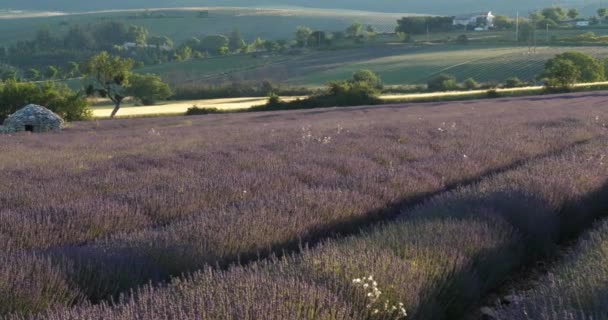 Padang Lavender Ferrassieres Provence Perancis — Stok Video