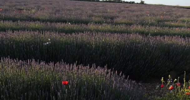 Lavendelfält Ferrassieres Provence Frankrike — Stockvideo