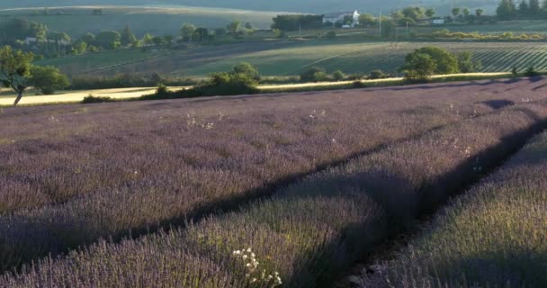 Lavanta Tarlası Ferrassieres Provence Fransa — Stok video