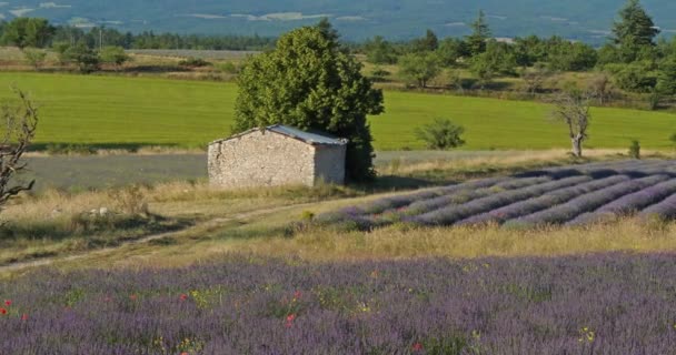 Pole Levandulí Ferrassieres Provence Francie Poli Tradiční Suchý Kamenný Dům — Stock video