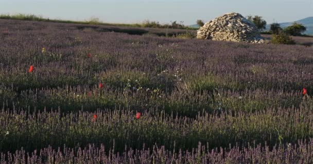 Pole Levandulí Ferrassieres Provence Francie Poli Tradiční Suchý Kamenný Dům — Stock video