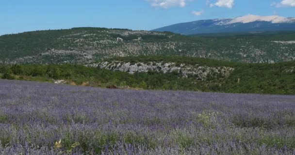 Campo Lavandarias Mont Ventoux Provence França Fundo Mont Ventoux — Vídeo de Stock