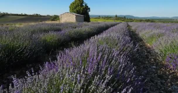 Pole Levandulí Ferrassieres Provence Francie Poli Tradiční Suchý Kamenný Dům — Stock video