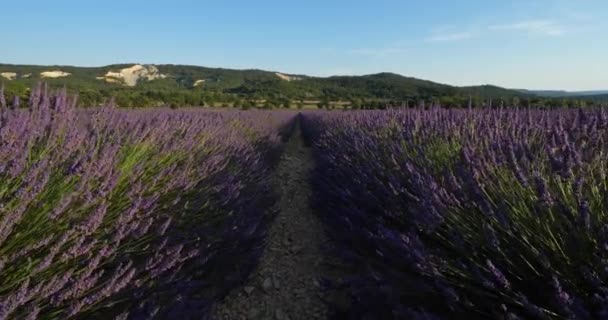 Field Lavenders Vaucluse Department Provence France — Stock Video