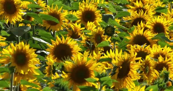 Zonnebloemen Departement Loiret Frankrijk — Stockvideo