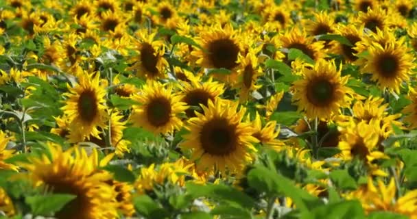 Zonnebloemen Departement Loiret Frankrijk — Stockvideo