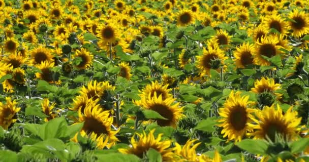 Ayçiçeği Tarlası Loiret Bölümü Fransa — Stok video