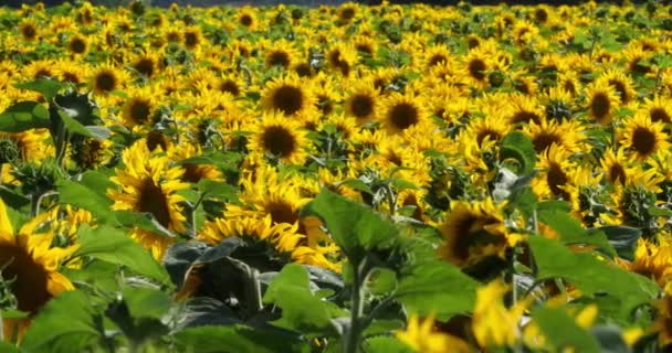 Zonnebloemen Departement Loiret Frankrijk — Stockvideo