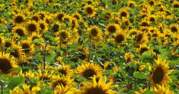 Zonnebloemen Departement Loiret Frankrijk — Stockvideo