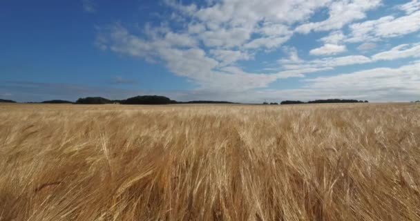 Árpa Mező Loiret Franciaország — Stock videók